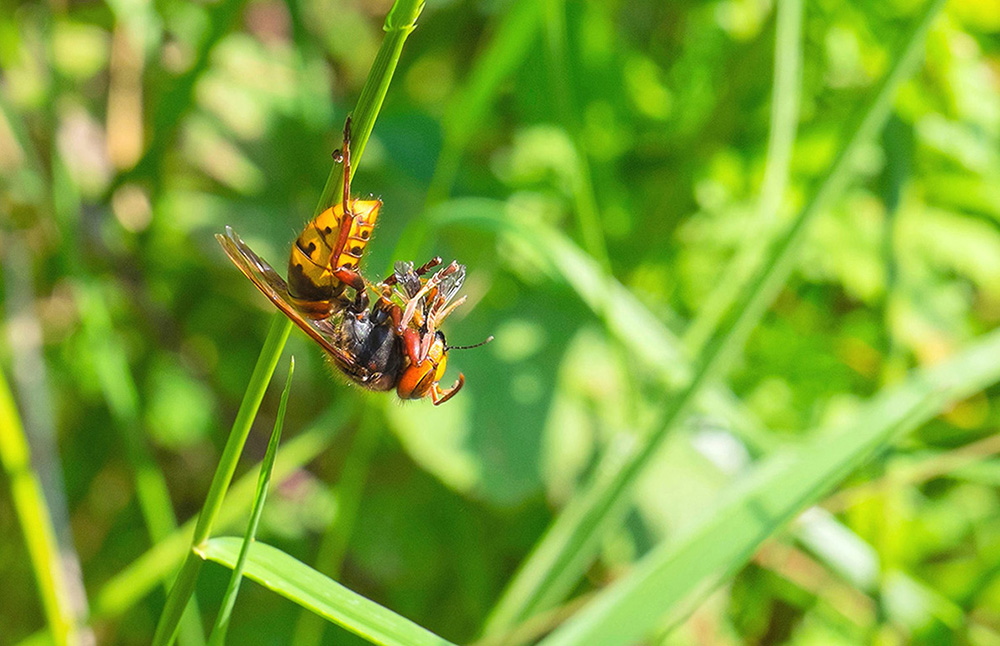 Vespa crabro